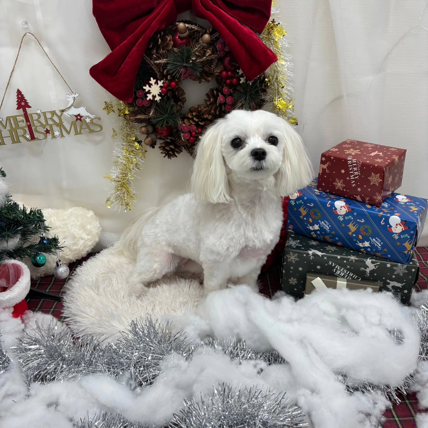 🎀🎀🎀🎀🎀🎀🎀🎀