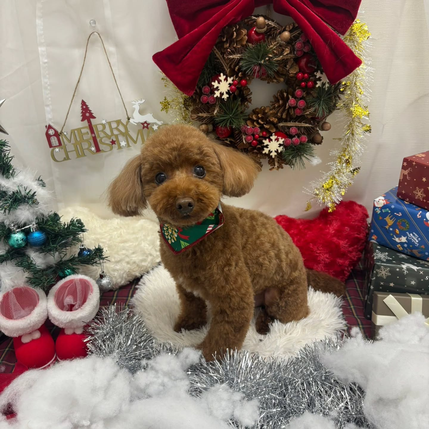 🎀🎀🎀🎀🎀🎀🎀🎀