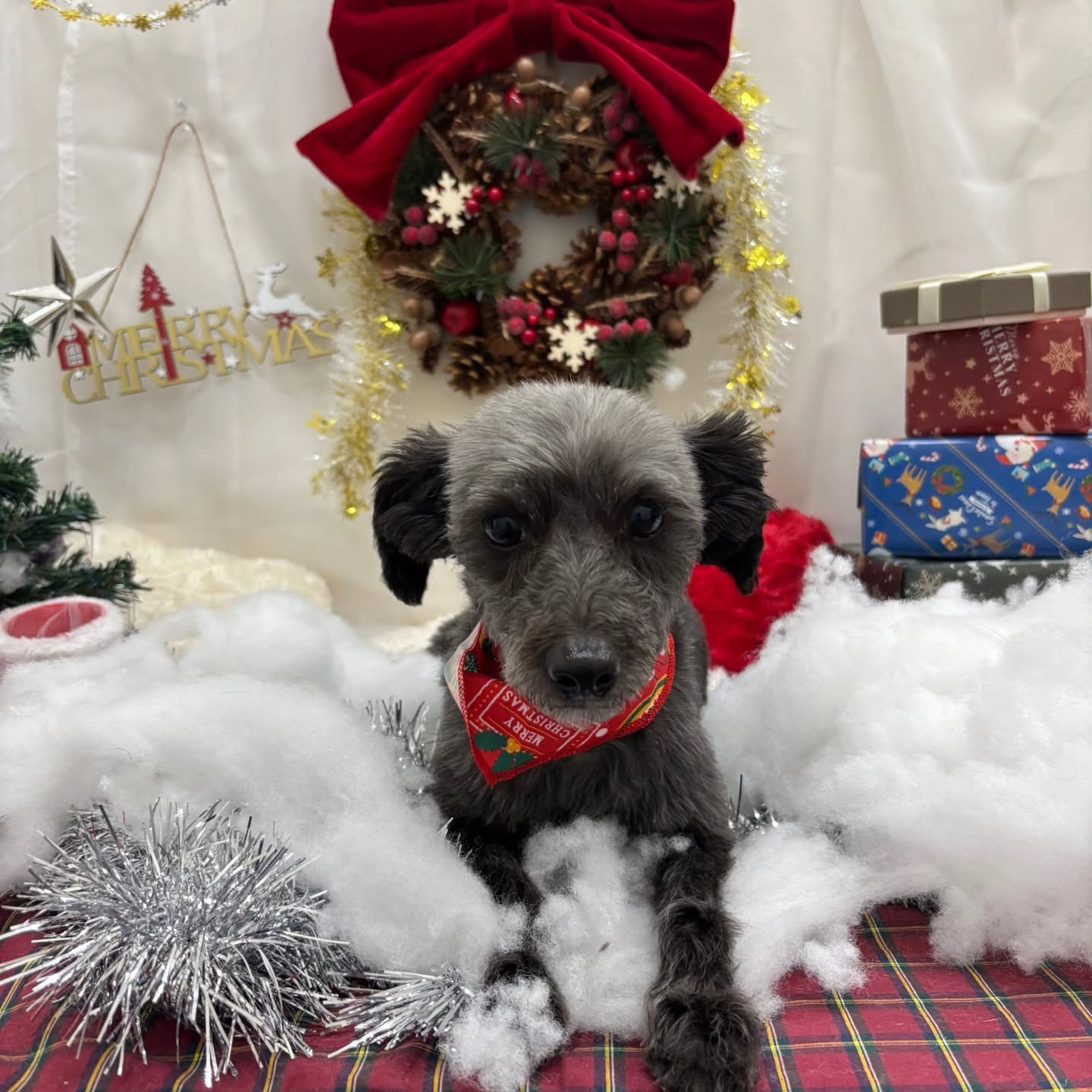 🎀🎀🎀🎀🎀🎀🎀🎀