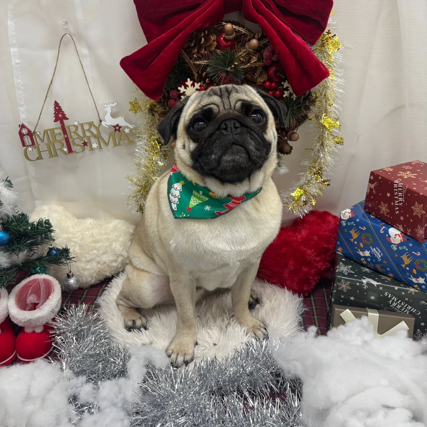 🎀🎀🎀🎀🎀🎀🎀🎀