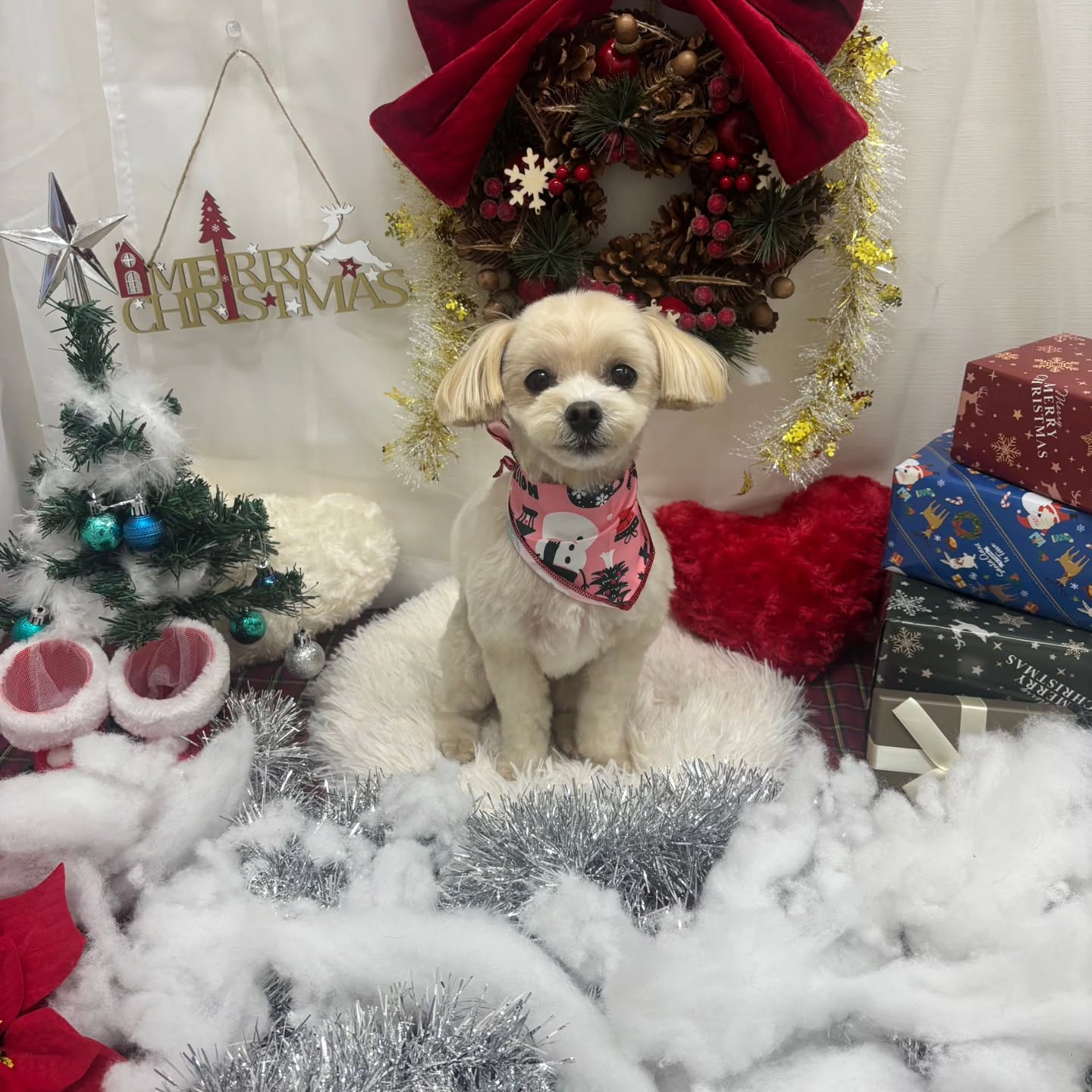 🎀🎀🎀🎀🎀🎀🎀🎀