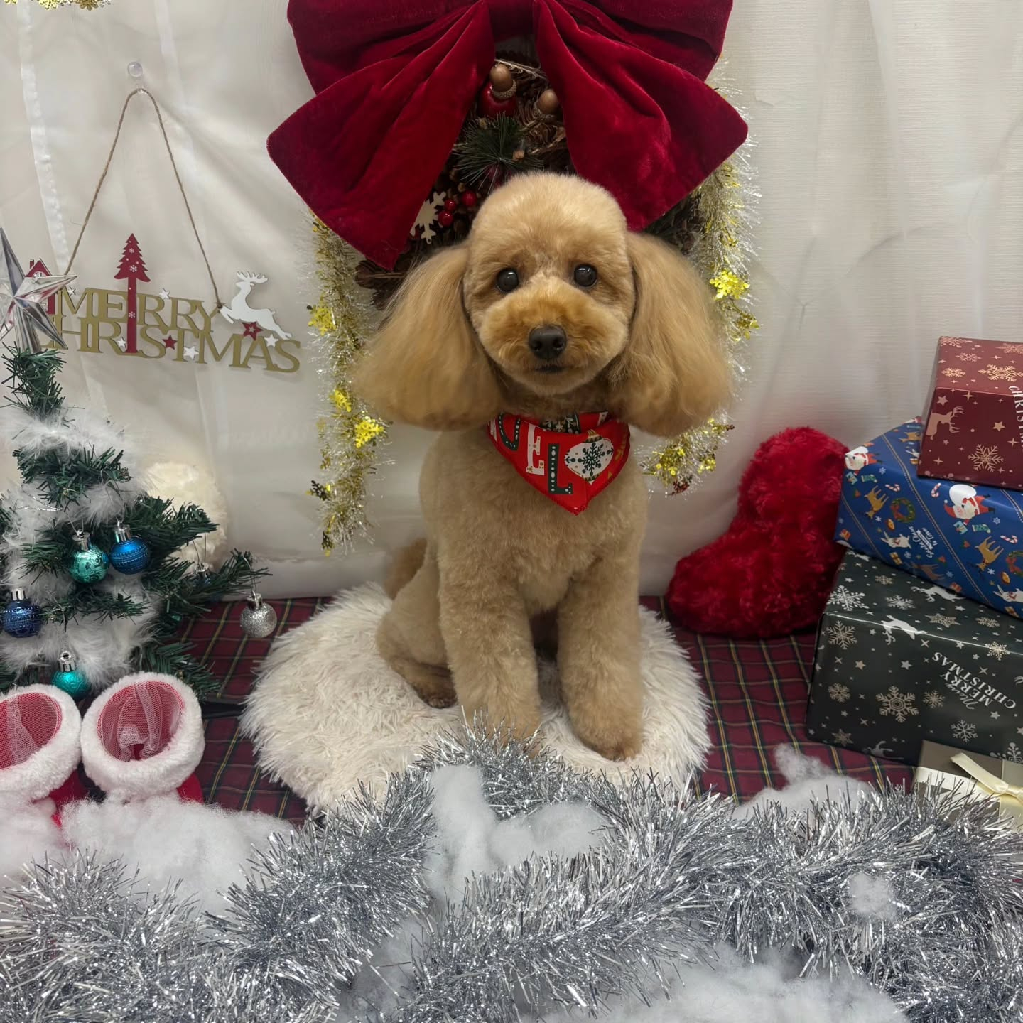 🎀🎀🎀🎀🎀🎀🎀🎀