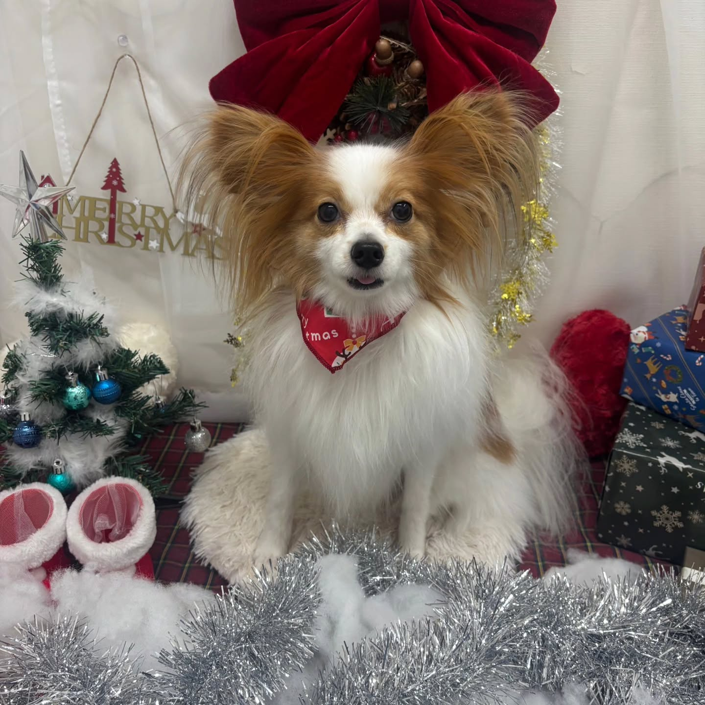 🎀🎀🎀🎀🎀🎀🎀🎀