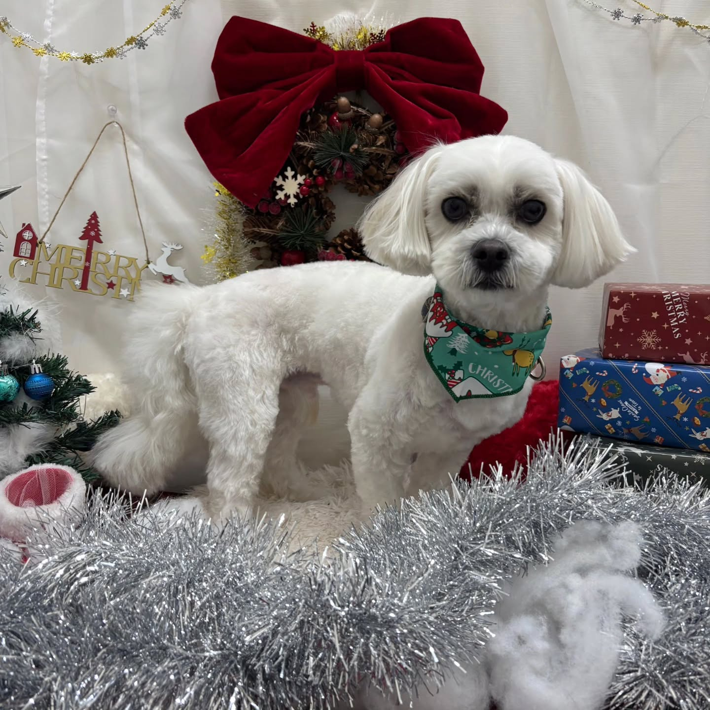 🎀🎀🎀🎀🎀🎀🎀🎀