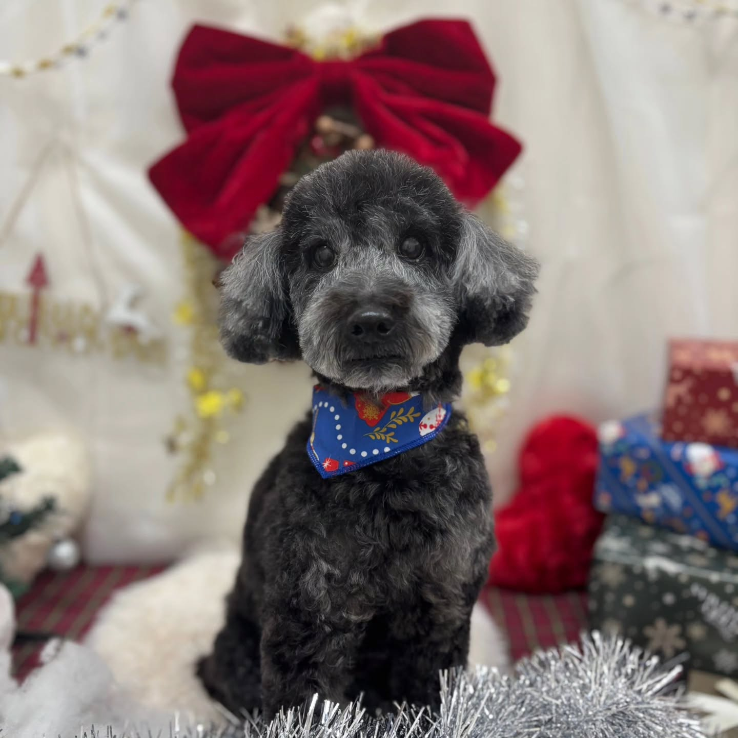 🎀🎀🎀🎀🎀🎀🎀🎀