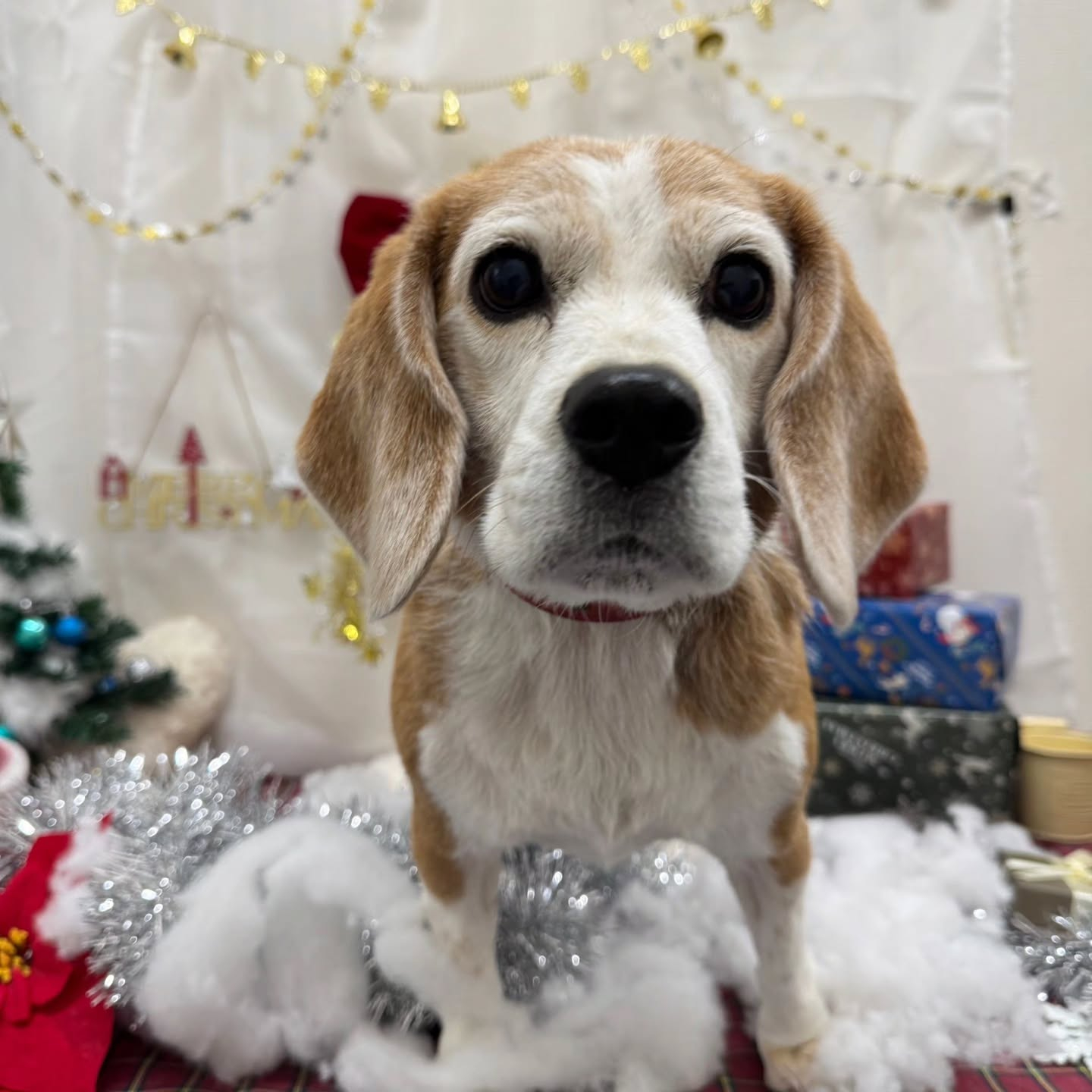 🎀🎀🎀🎀🎀🎀🎀🎀