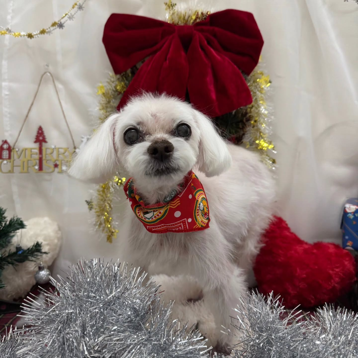 🎀🎀🎀🎀🎀🎀🎀🎀