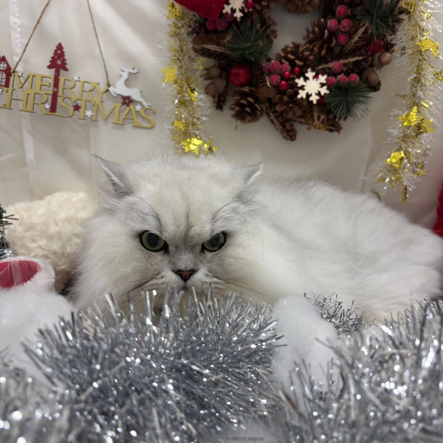 🎀🎀🎀🎀🎀🎀🎀🎀