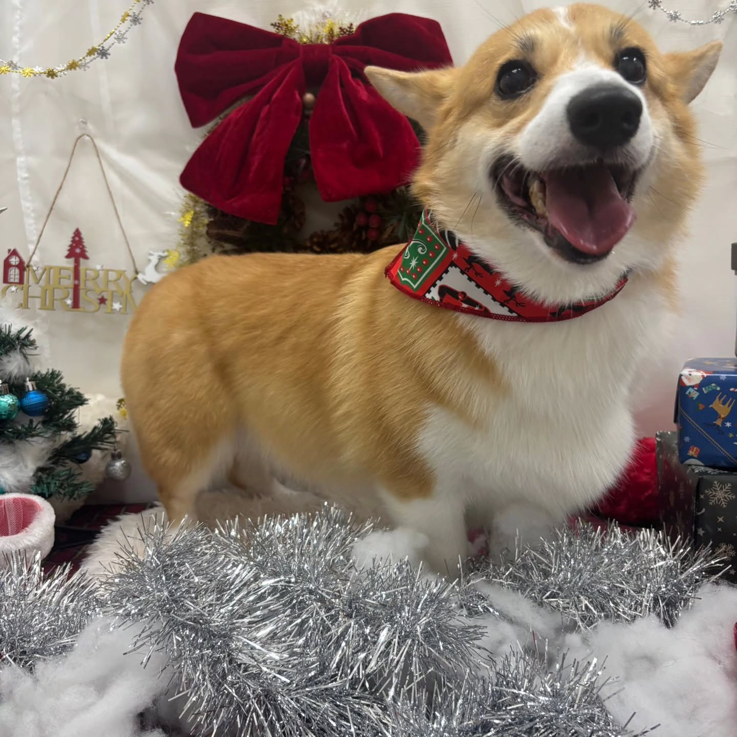 🎀🎀🎀🎀🎀🎀🎀🎀