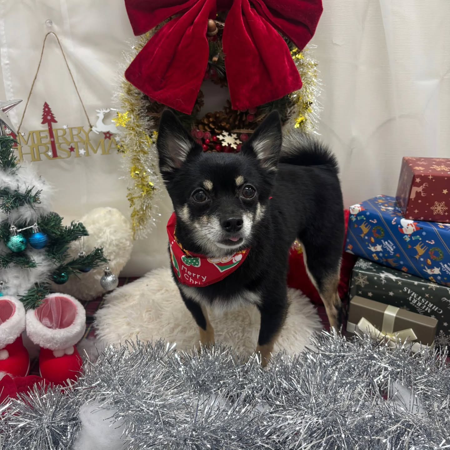 🎀🎀🎀🎀🎀🎀🎀