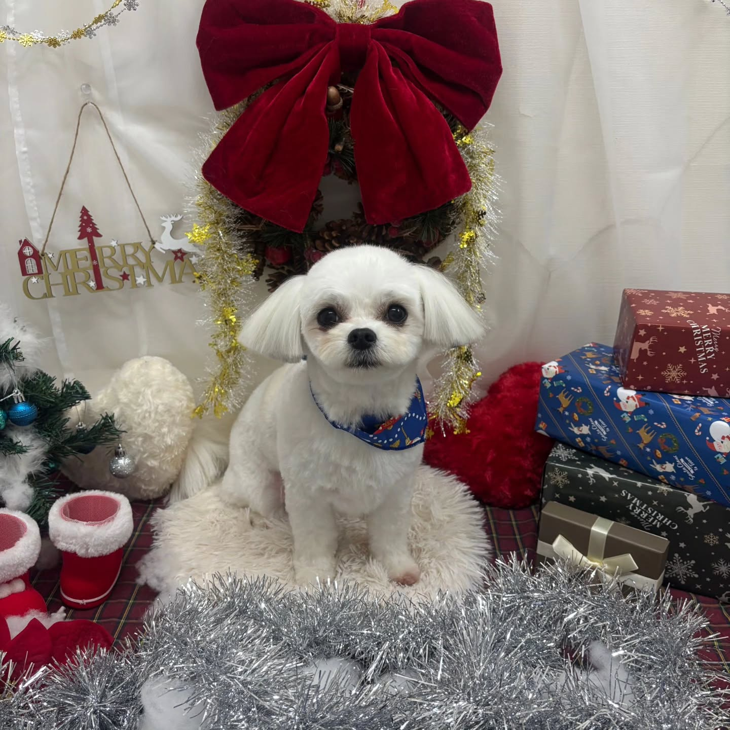 🎀🎀🎀🎀🎀🎀🎀