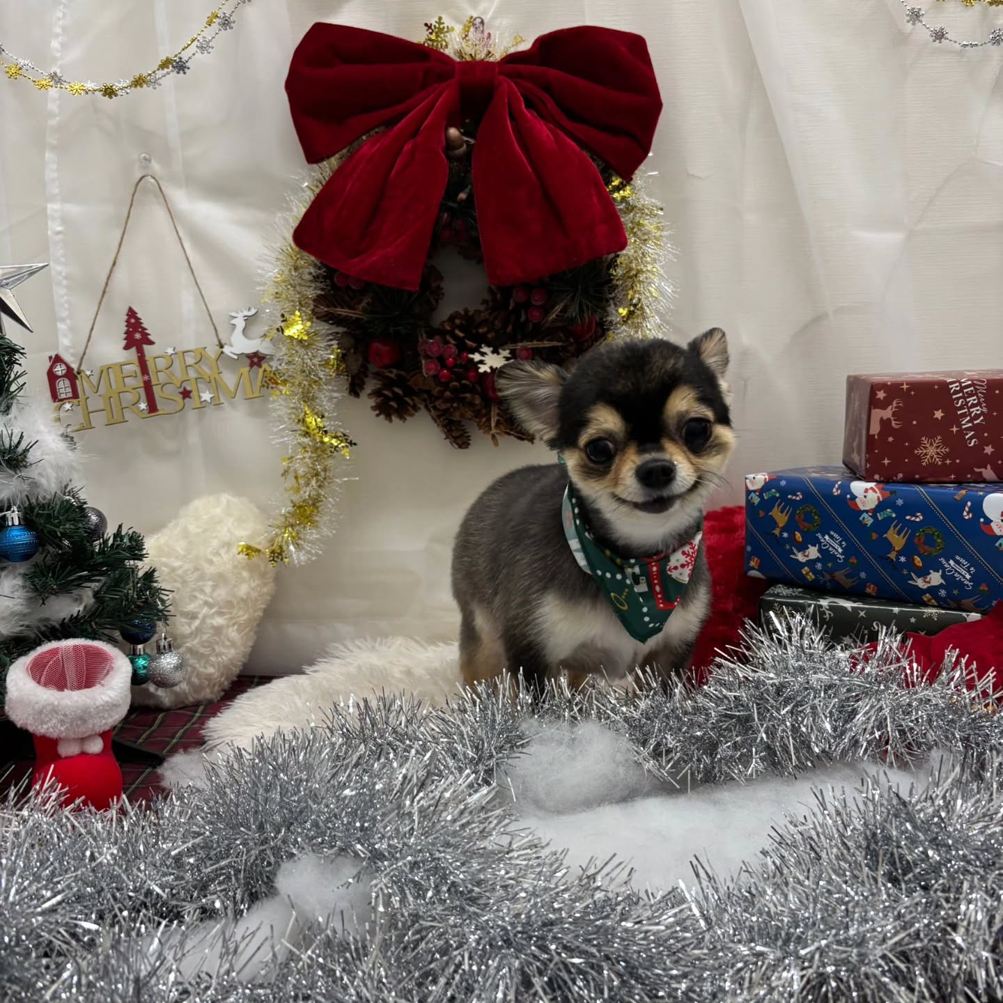 🎀🎀🎀🎀🎀🎀🎀