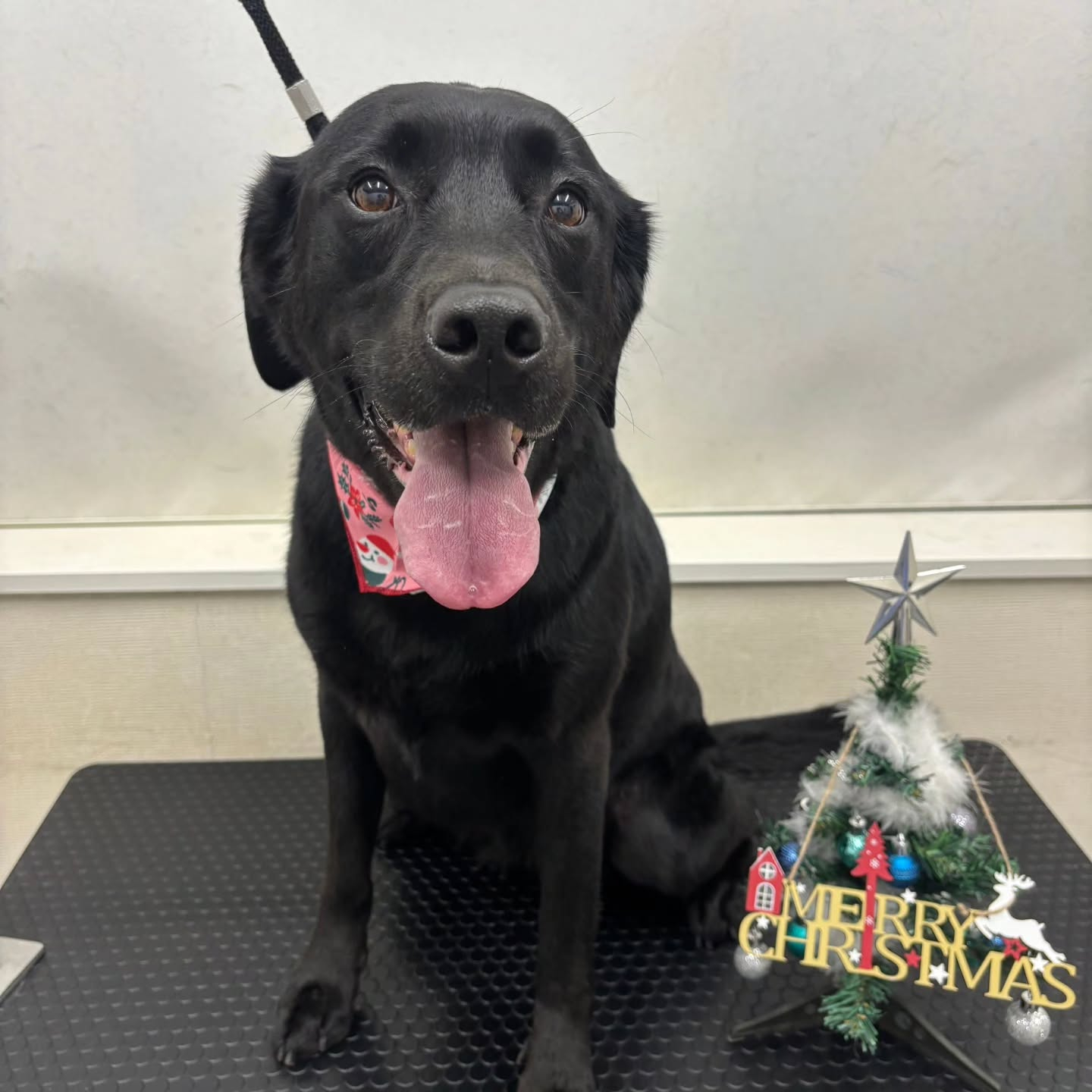 🎀🎀🎀🎀🎀🎀🎀