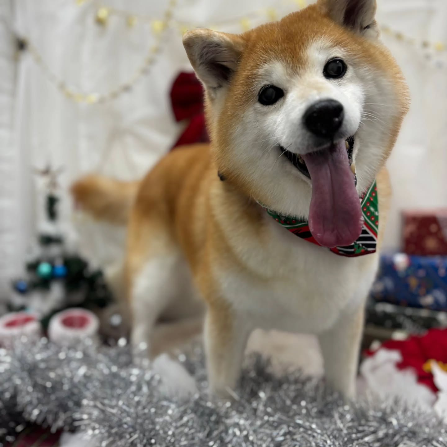 🎀🎀🎀🎀🎀🎀🎀