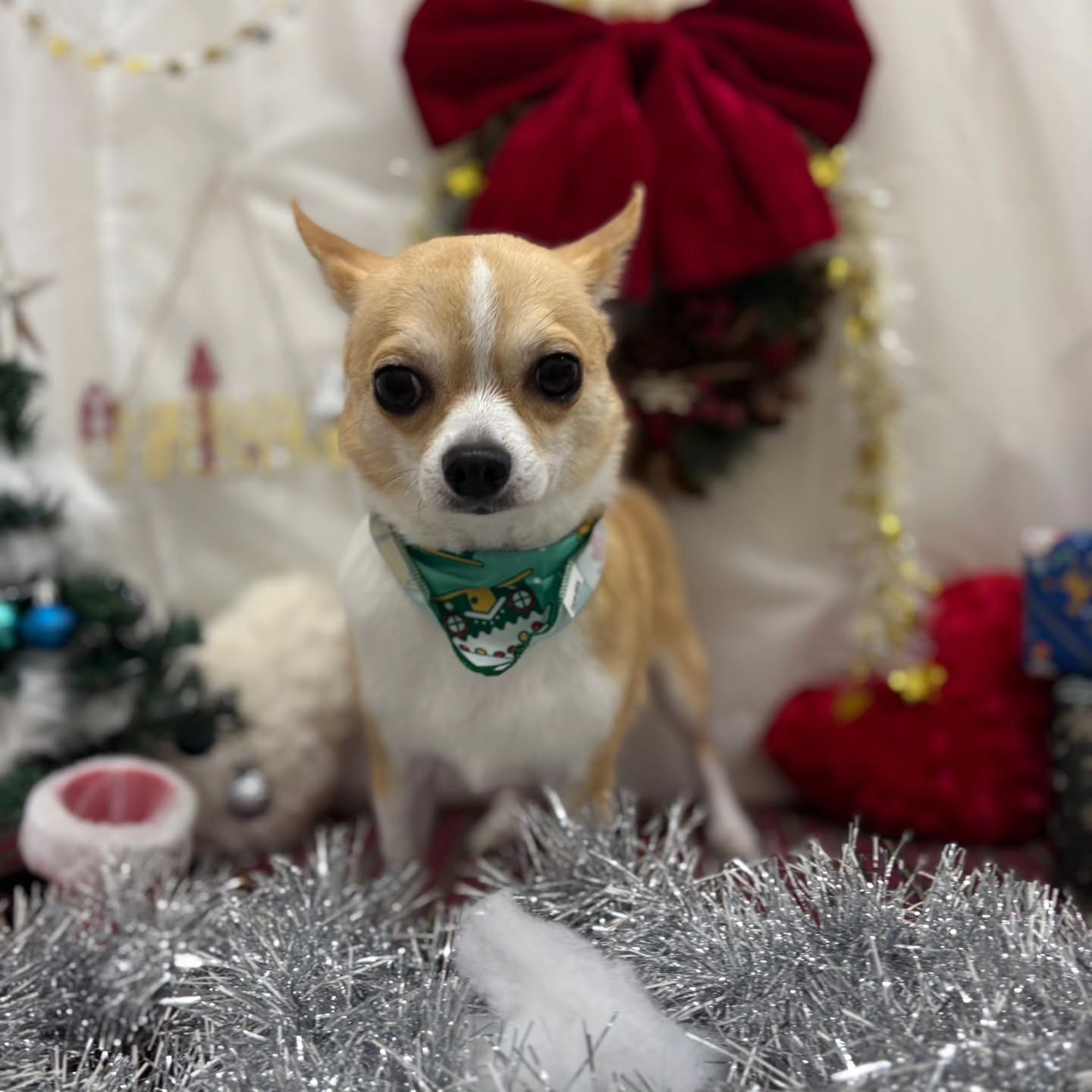 🎀🎀🎀🎀🎀🎀🎀