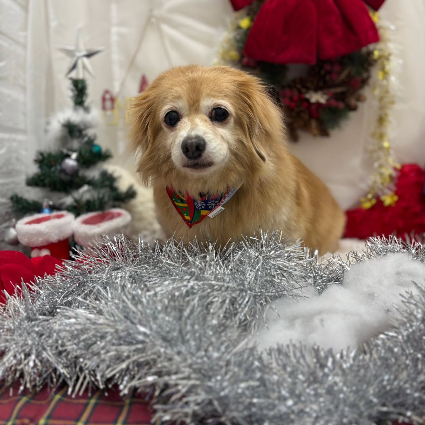 🎀🎀🎀🎀🎀🎀🎀