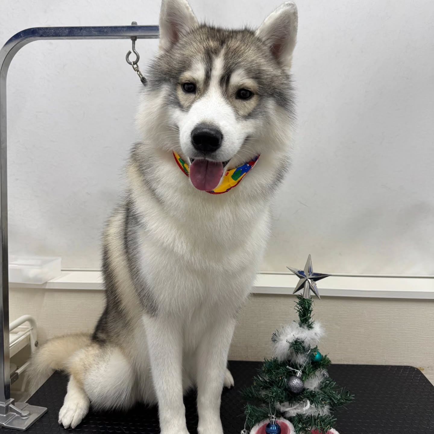 🎀🎀🎀🎀🎀🎀🎀