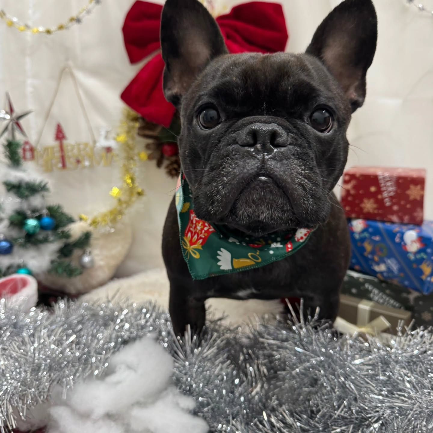 🎀🎀🎀🎀🎀🎀🎀