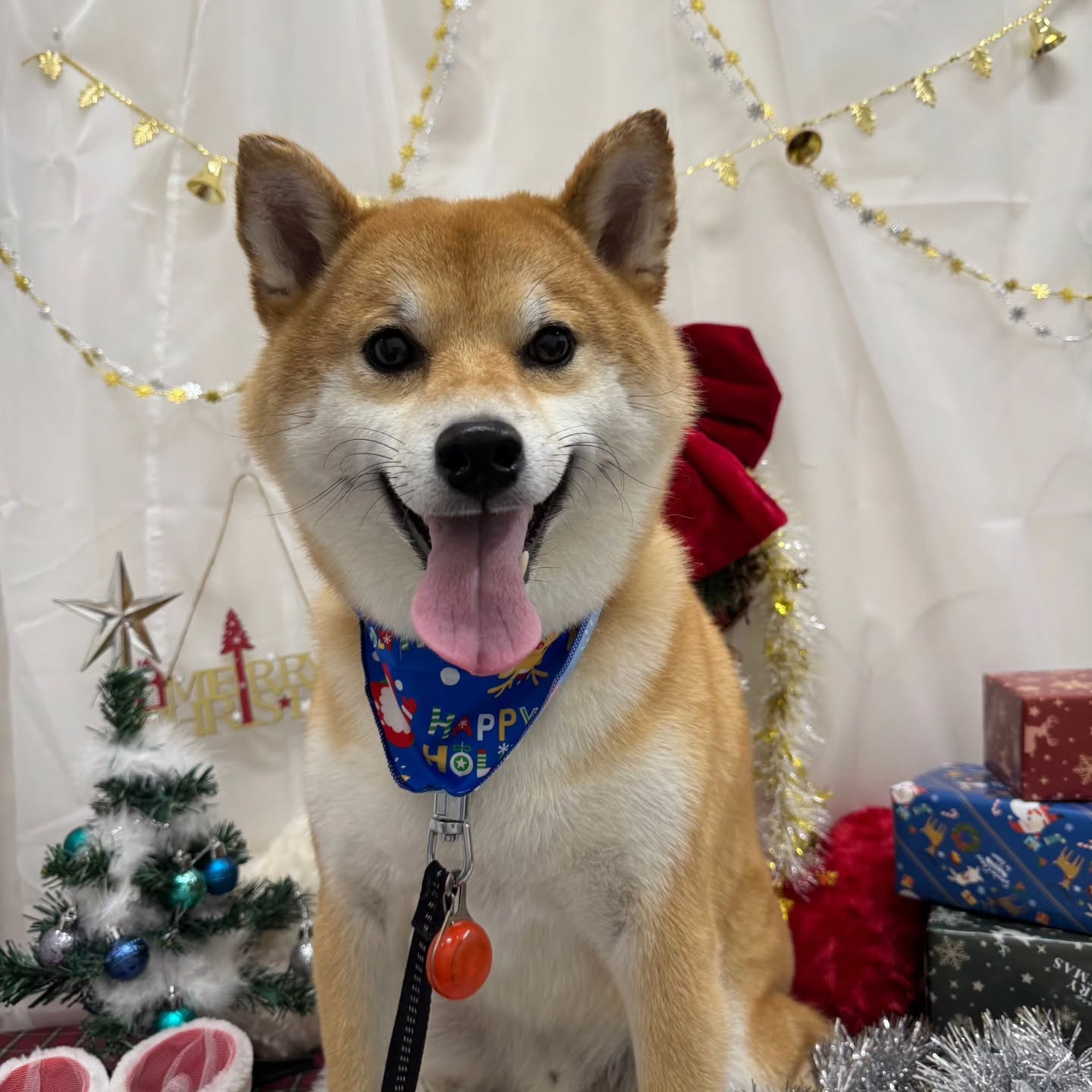 🎀🎀🎀🎀🎀🎀🎀