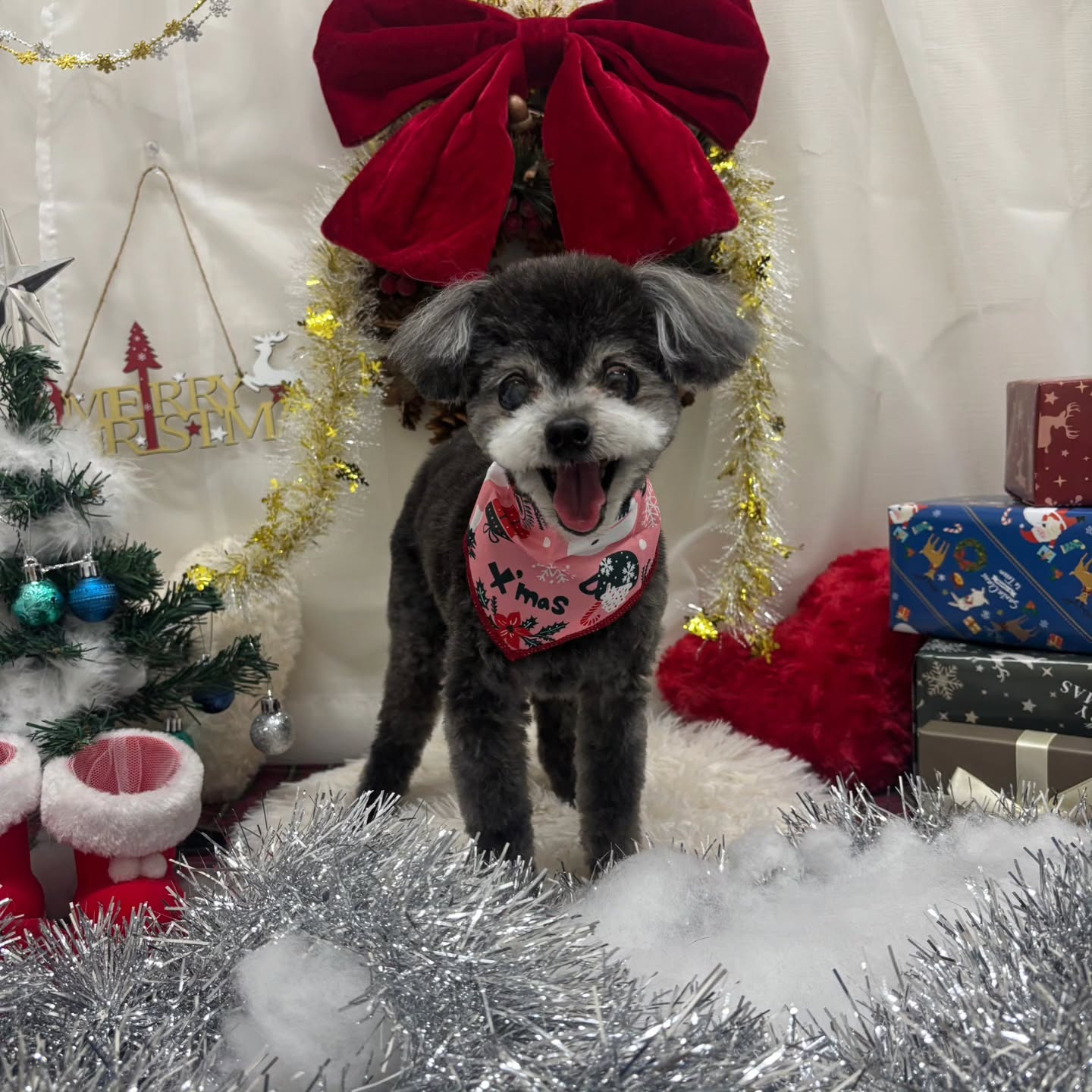 🎀🎀🎀🎀🎀🎀🎀