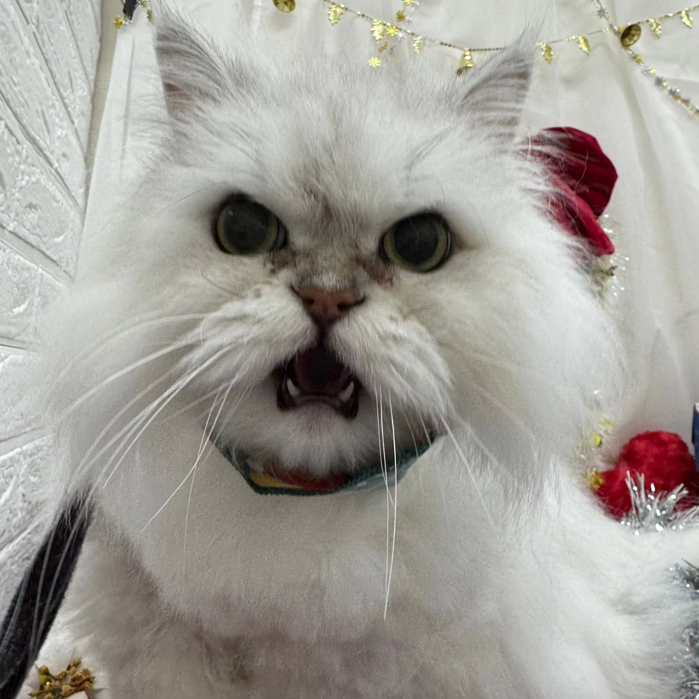 🎀🎀🎀🎀🎀🎀🎀