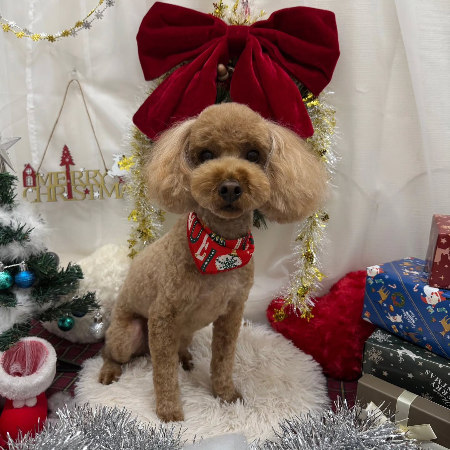 🎀🎀🎀🎀🎀🎀🎀