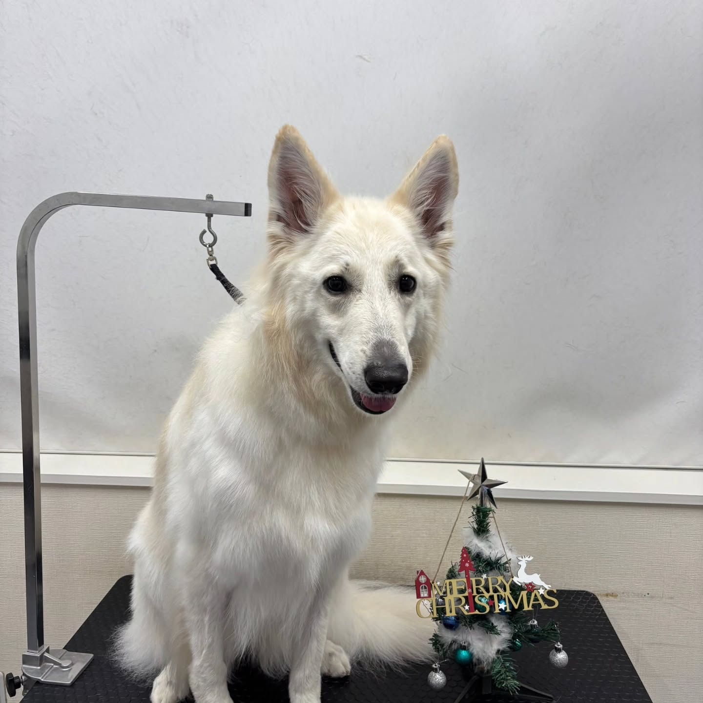 🎀🎀🎀🎀🎀🎀🎀