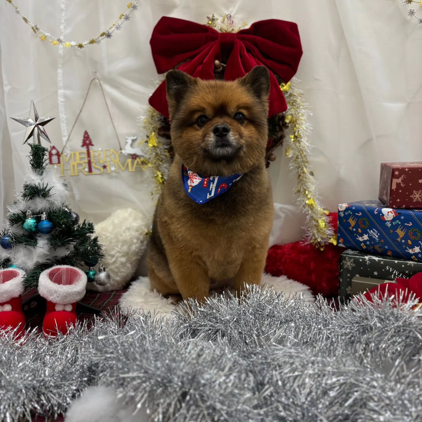 🎀🎀🎀🎀🎀🎀🎀