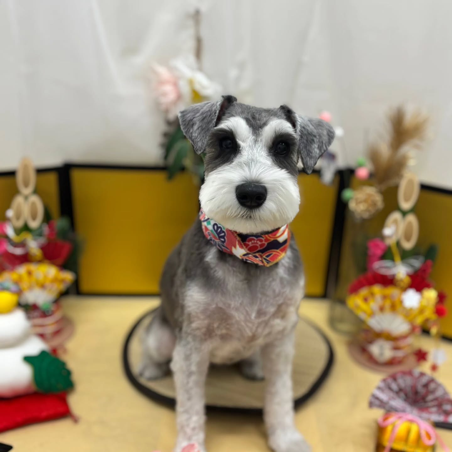 ๐ดใใใพใใฆใใใงใจใใใใใพใ๐ด