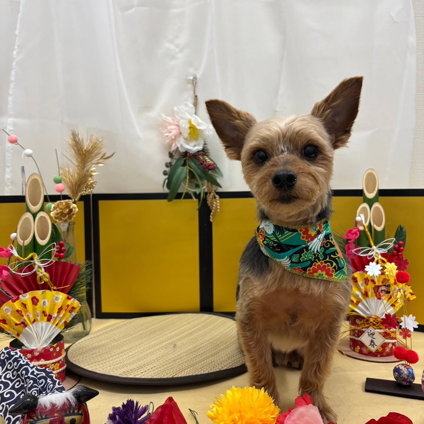 ๐ดใใใพใใฆใใใงใจใใใใใพใ๐ด