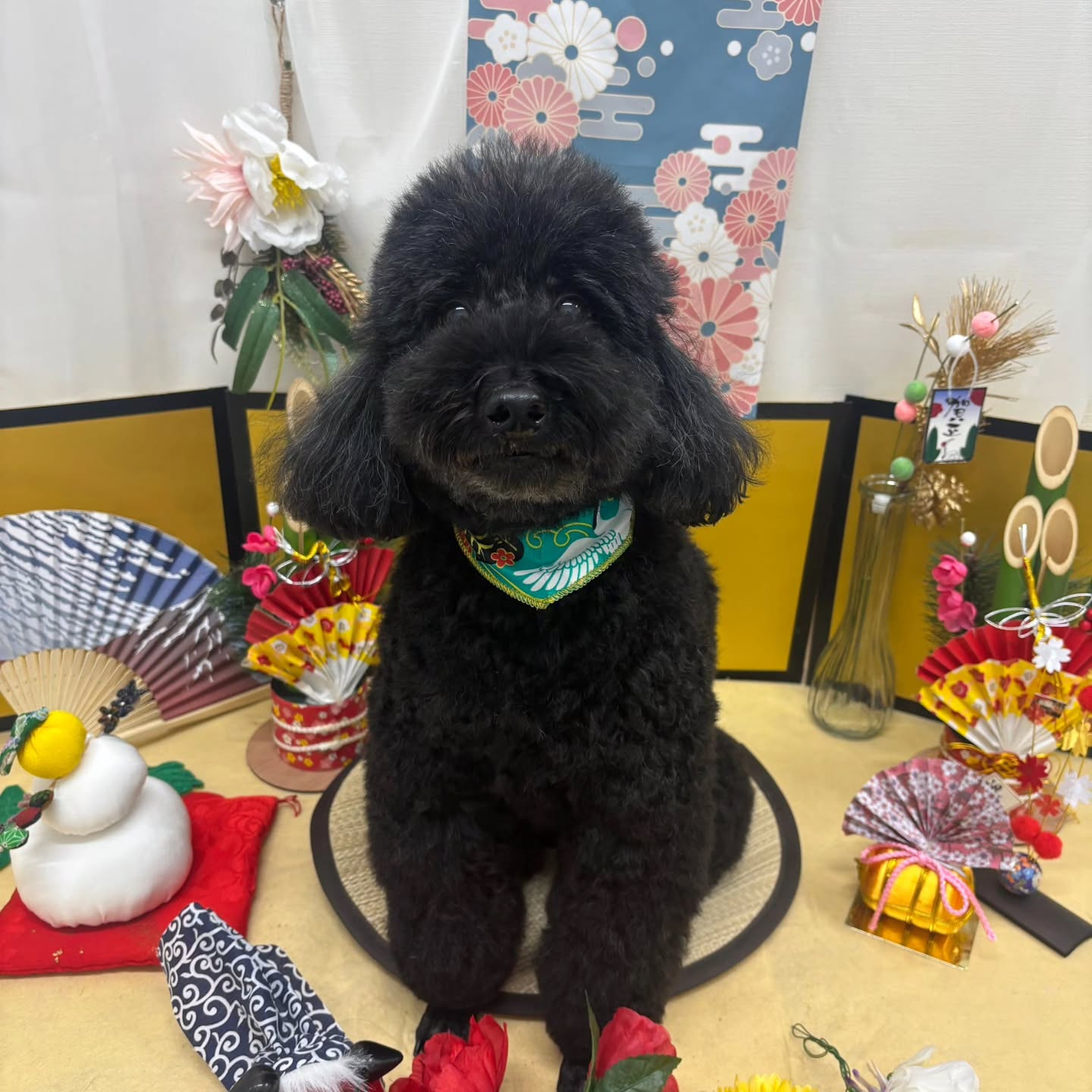 🐴🐴🐴🐴🐴🐴🐴🐴🐴🐴🐴🐴