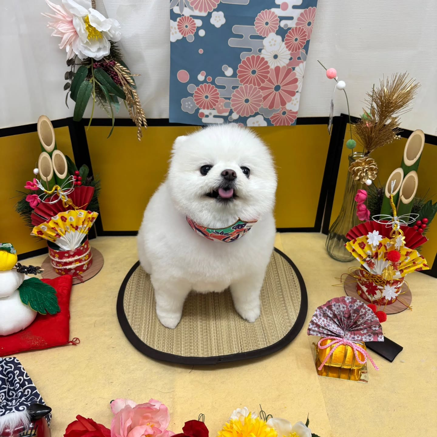 🐴🐴🐴🐴🐴🐴🐴🐴🐴🐴🐴🐴