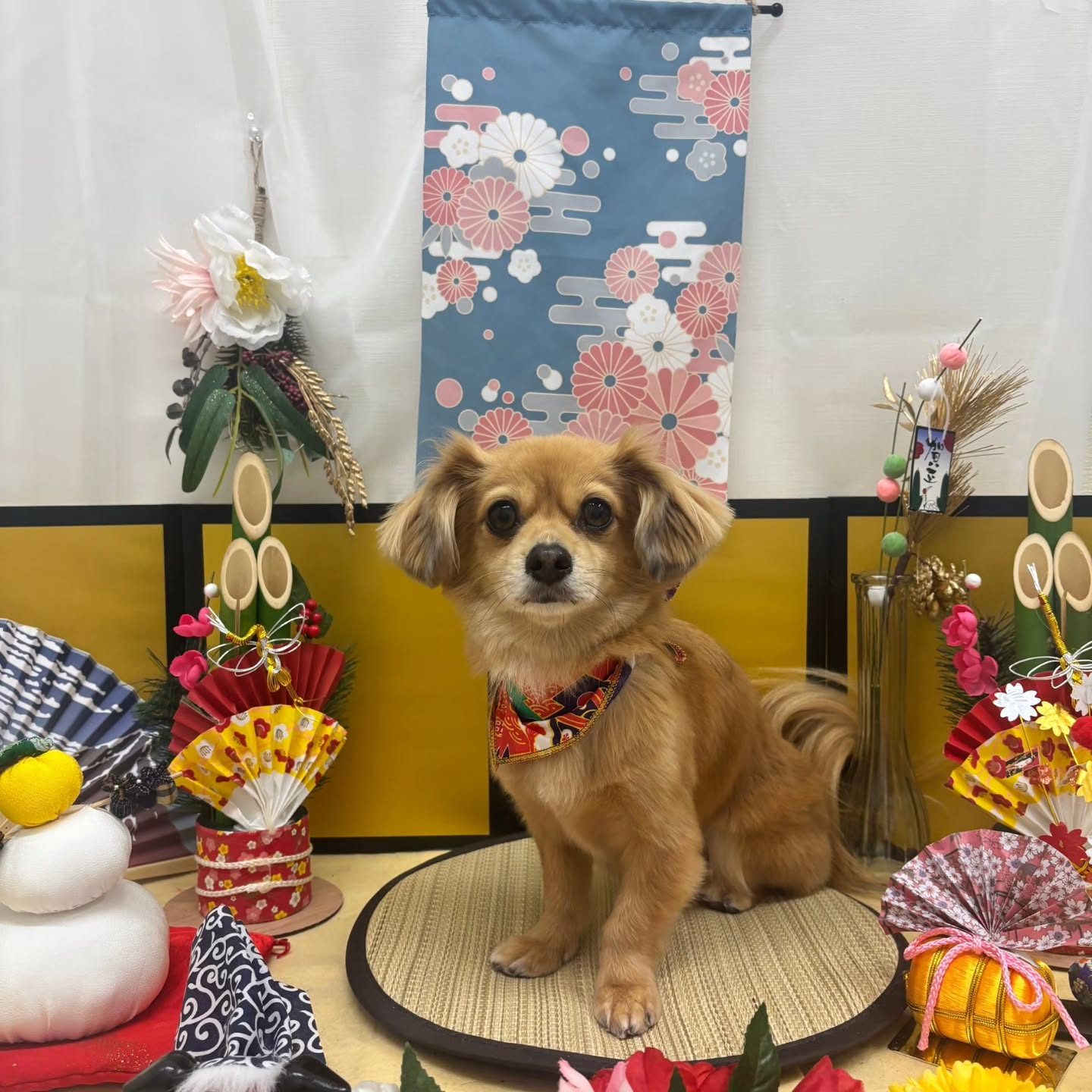 🐴🐴🐴🐴🐴🐴🐴🐴🐴🐴🐴🐴