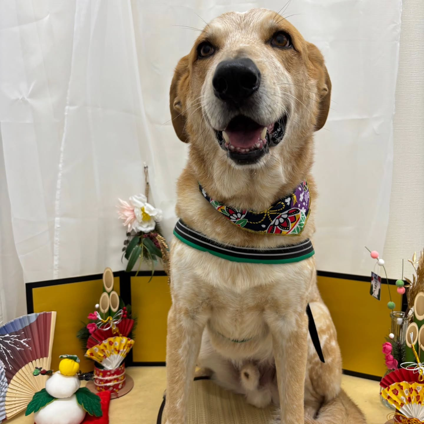 🐴🐴🐴🐴🐴🐴🐴🐴🐴🐴🐴🐴