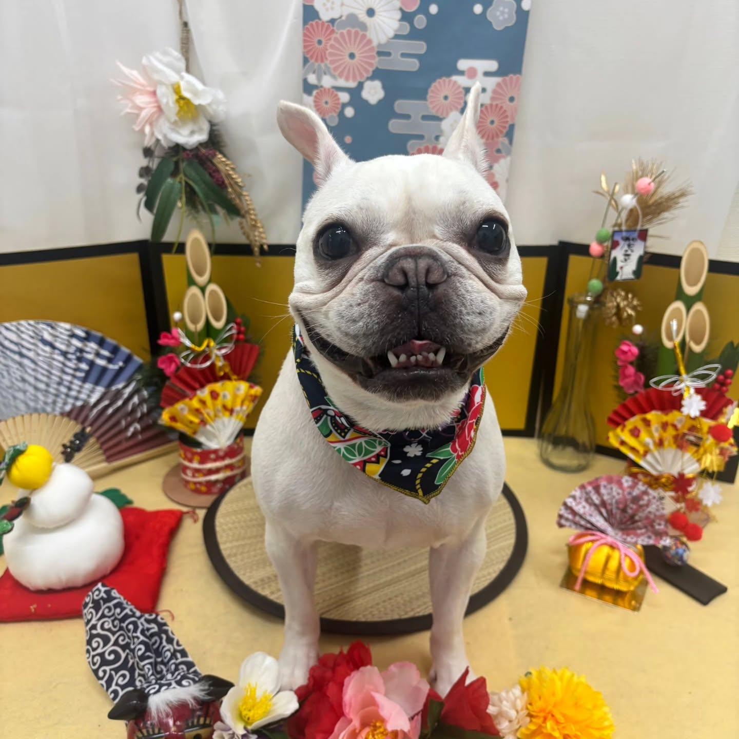 🐴🐴🐴🐴🐴🐴🐴🐴🐴🐴🐴🐴