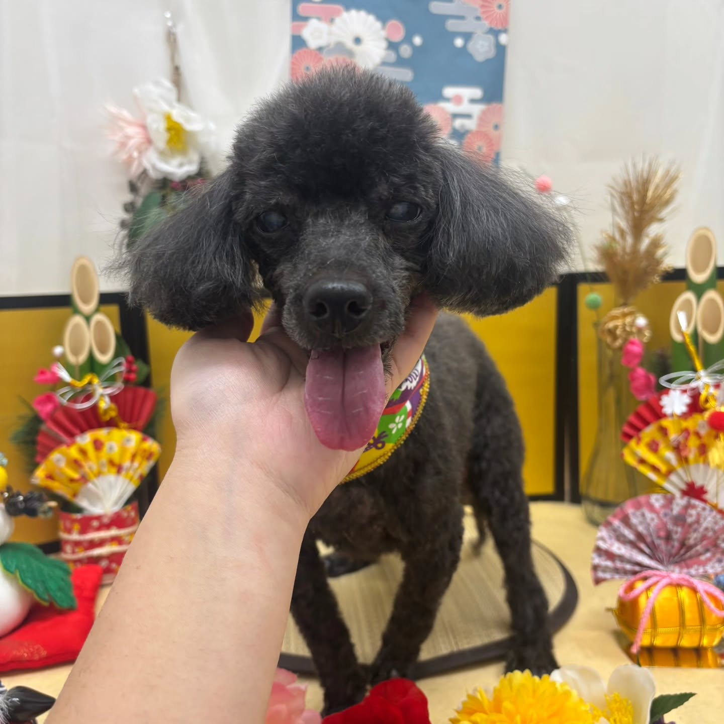 🐴🐴🐴🐴🐴🐴🐴🐴🐴🐴🐴🐴