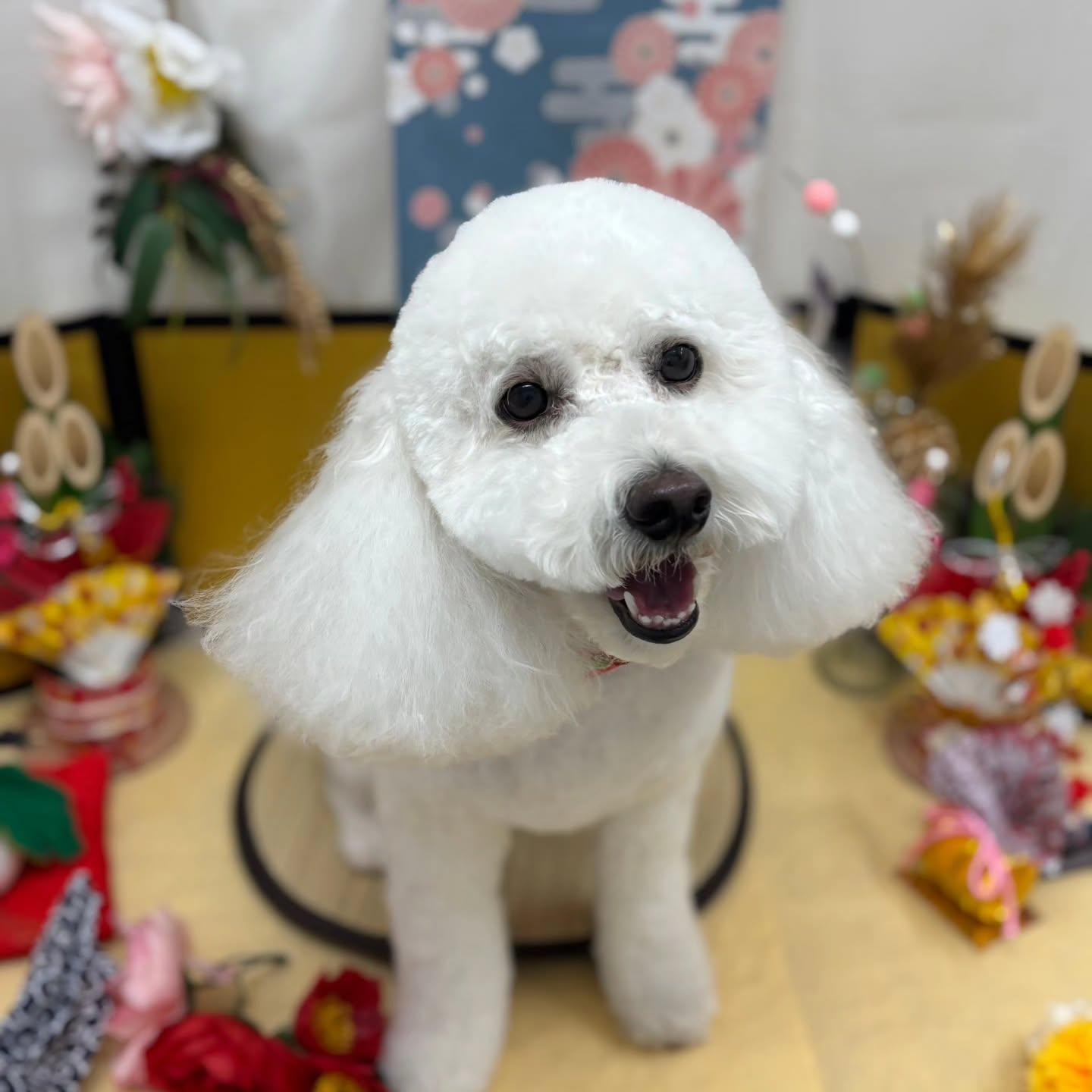 🐴🐴🐴🐴🐴🐴🐴🐴🐴🐴🐴🐴