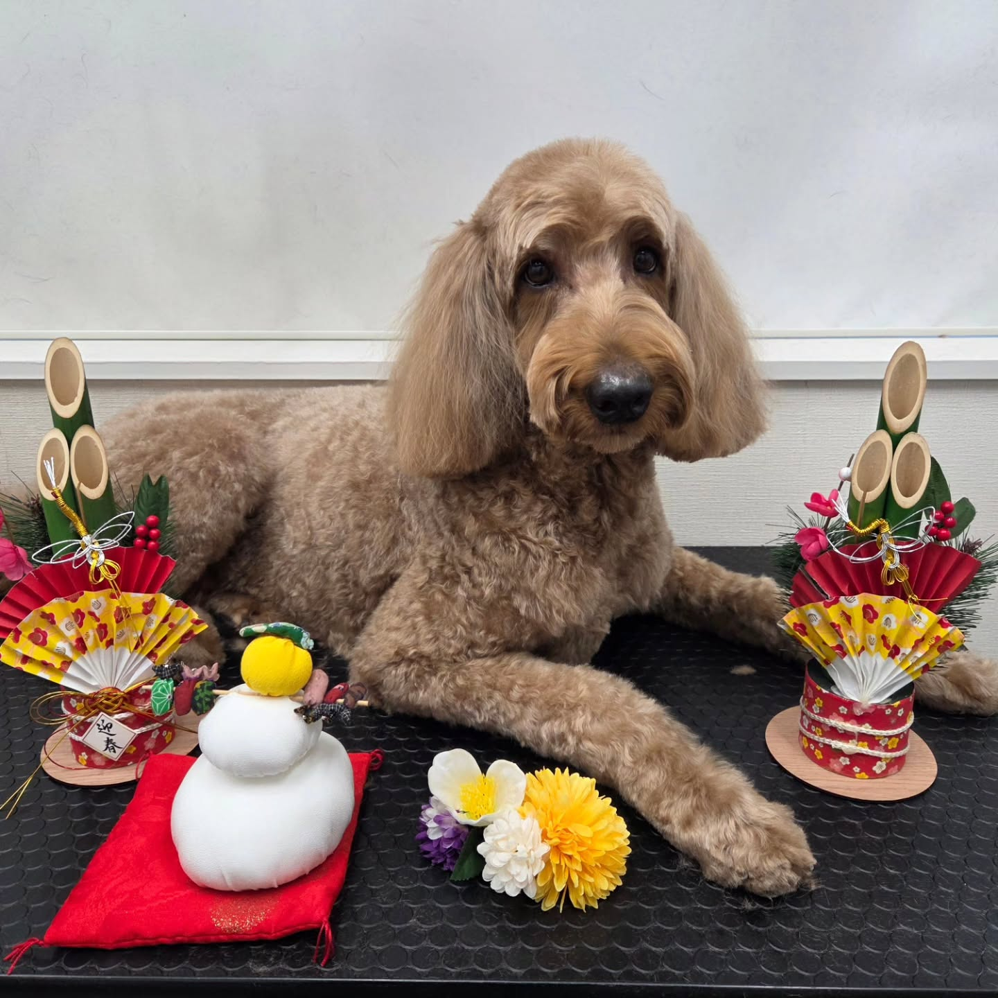 🐴🐴🐴🐴🐴🐴🐴🐴🐴