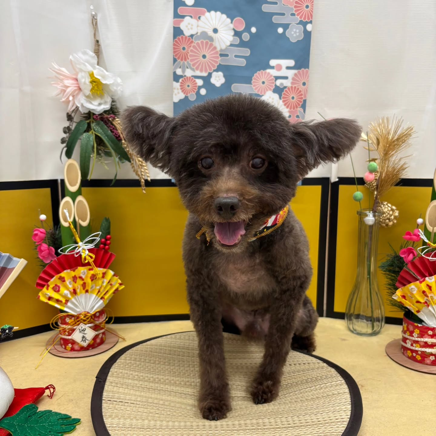 🐴🐴🐴🐴🐴🐴🐴⁡🐴⁡