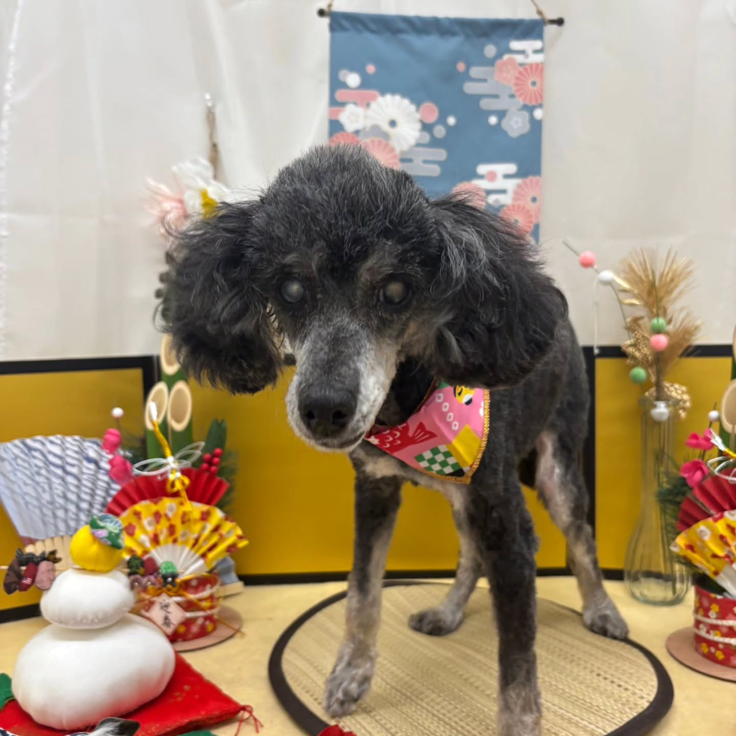 🐴🐴🐴🐴🐴🐴🐴⁡🐴⁡