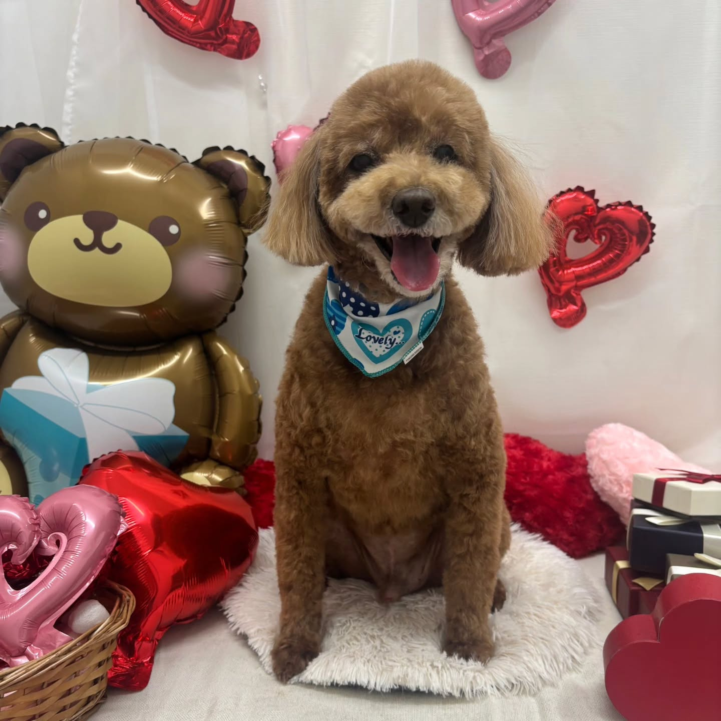 🍫🍫🍫🍫🍫🍫🍫🍫