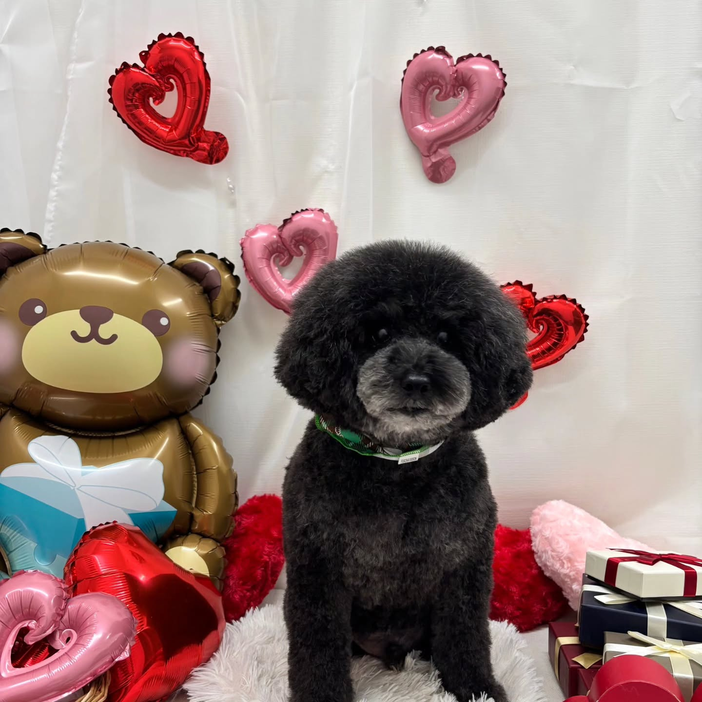 🍫🍫🍫🍫🍫🍫🍫🍫