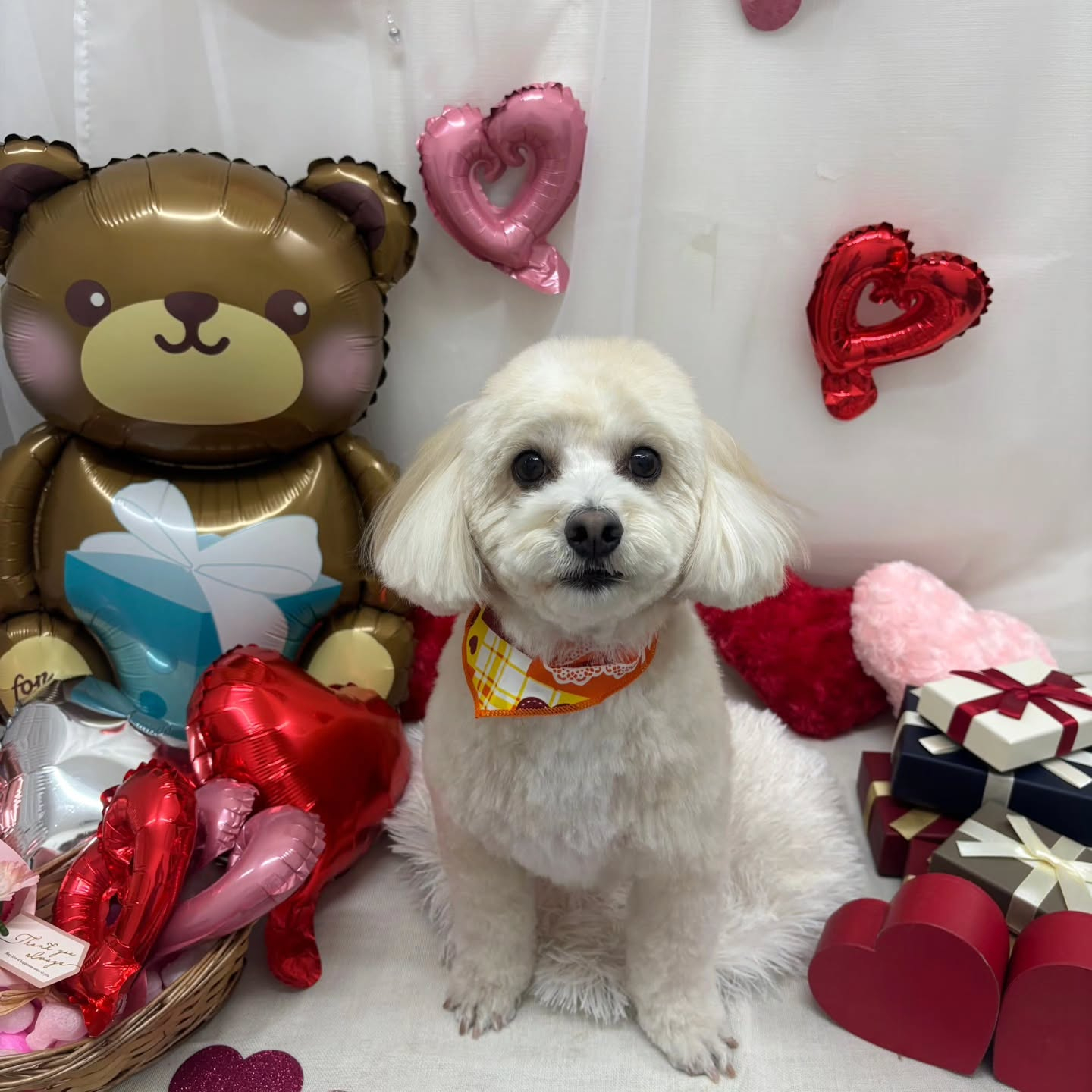 🍫🍫🍫🍫🍫🍫🍫🍫