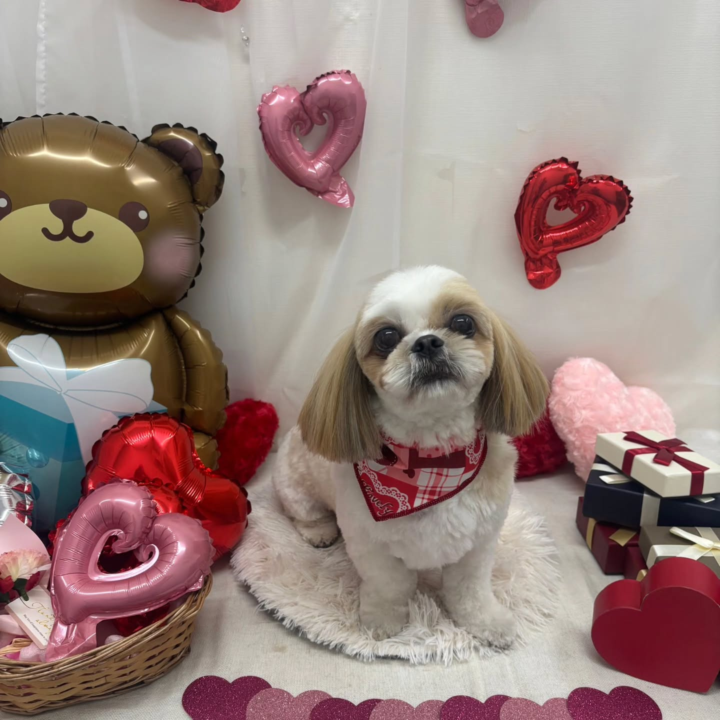 🍫🍫🍫🍫🍫🍫🍫🍫