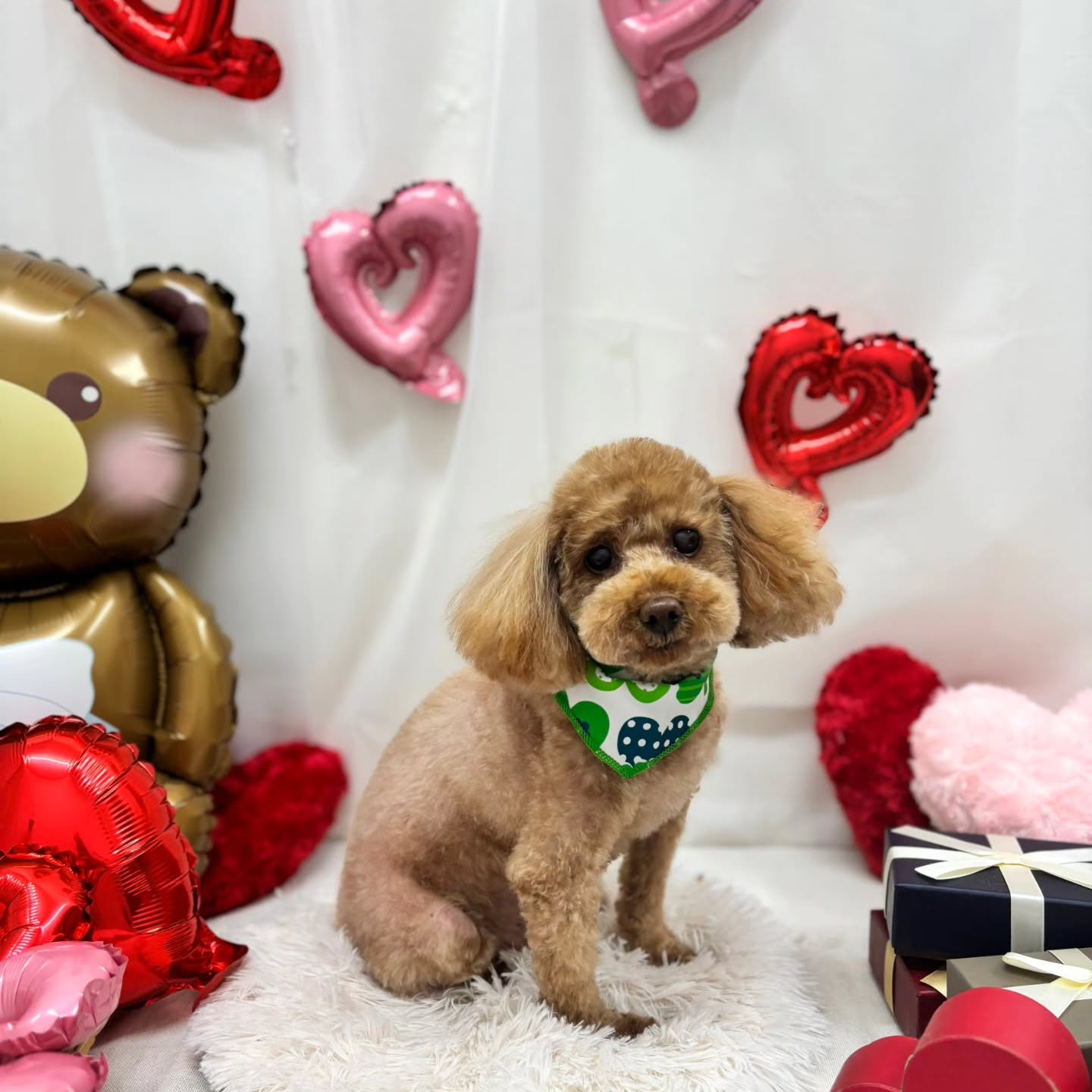 🍫🍫🍫🍫🍫🍫🍫🍫