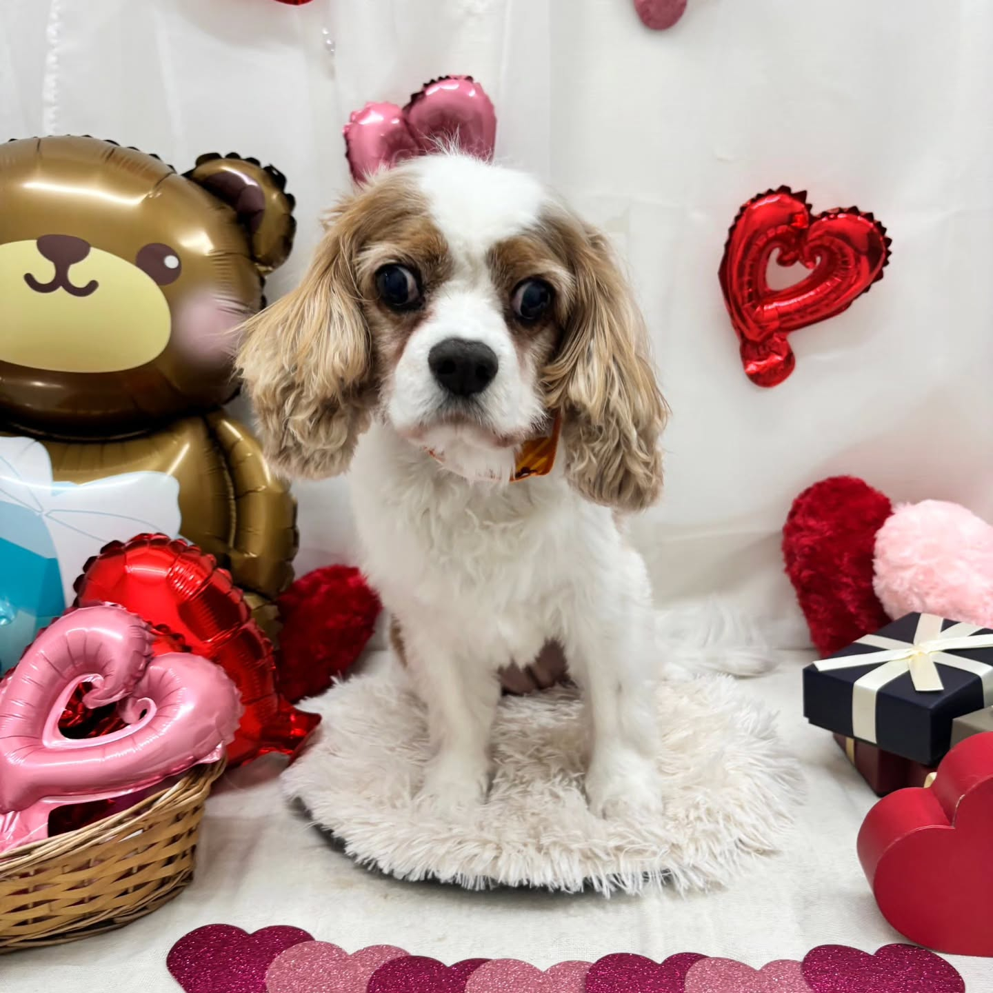 🍫🍫🍫🍫🍫🍫🍫🍫