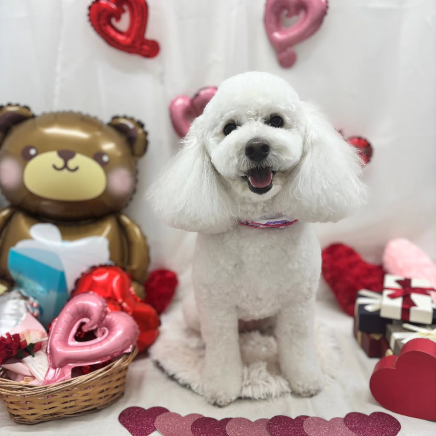 🍫🍫🍫🍫🍫🍫🍫🍫