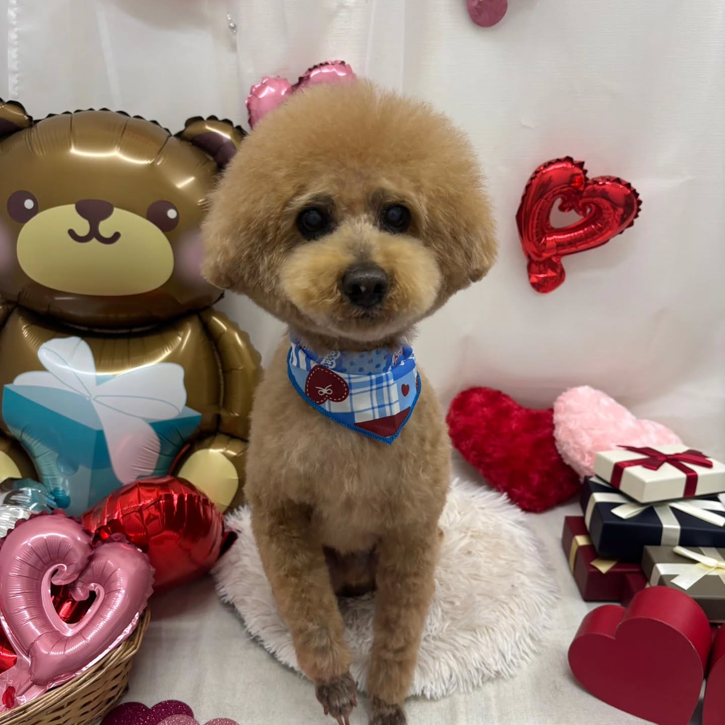 🍫🍫🍫🍫🍫🍫🍫🍫