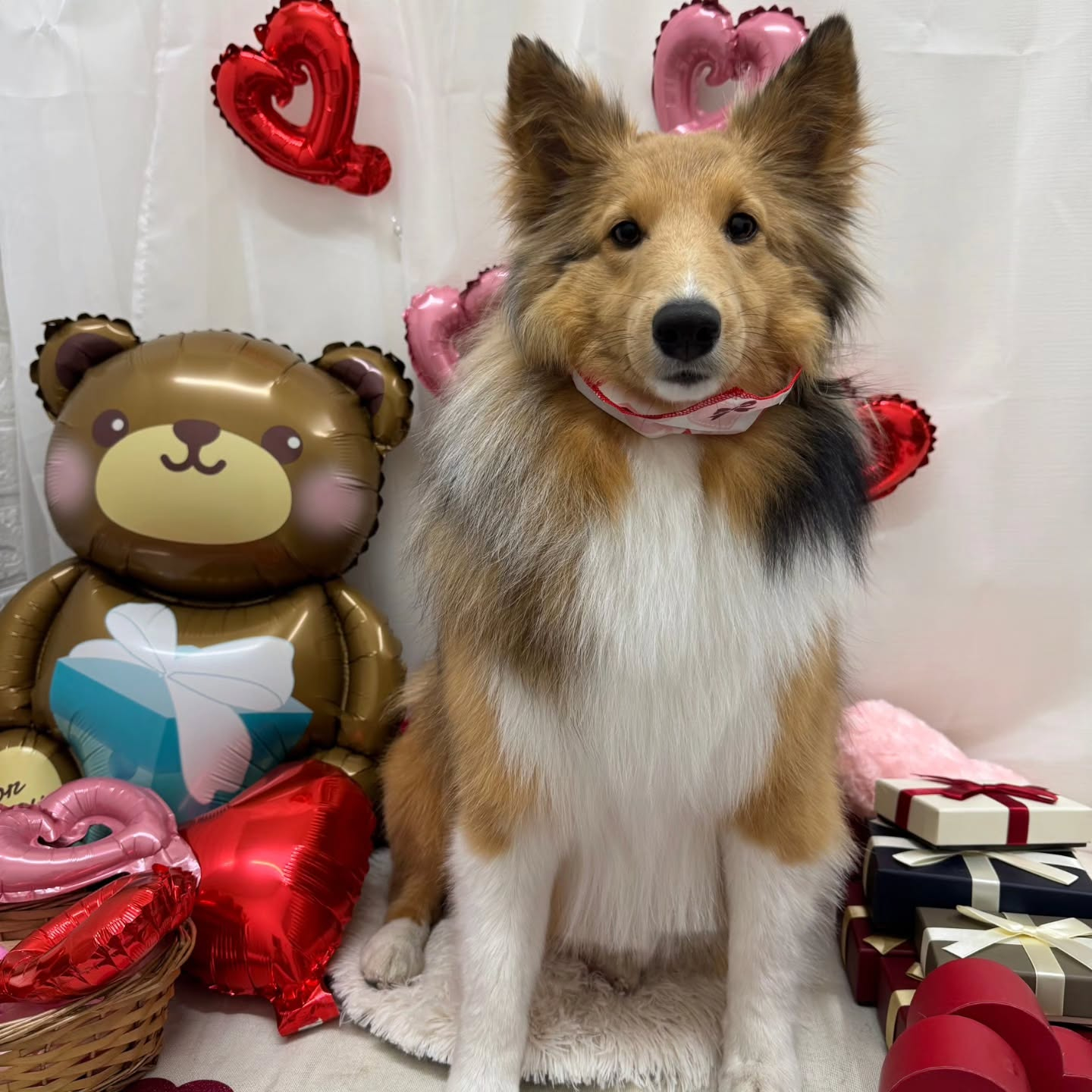 🍫🍫🍫🍫🍫🍫🍫🍫