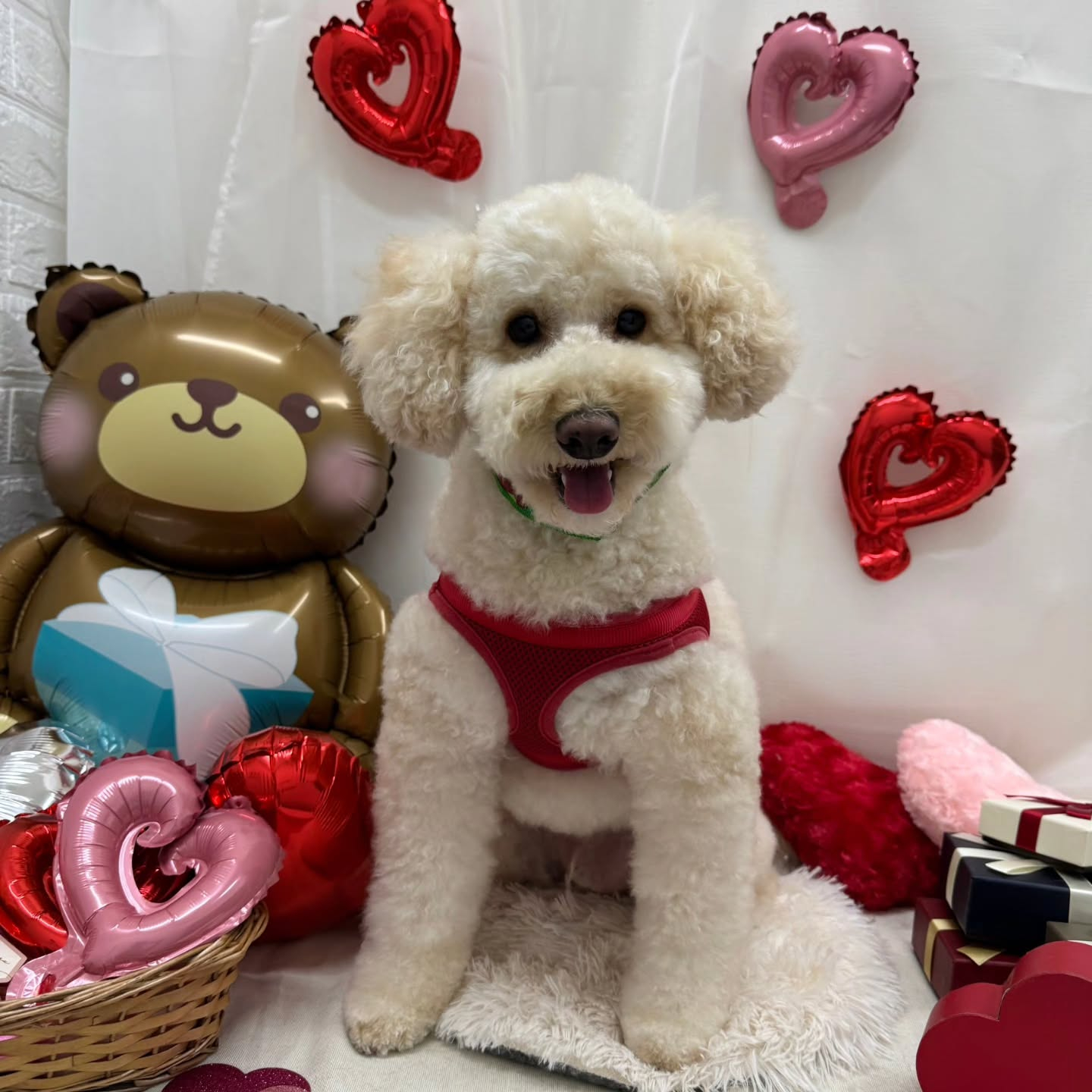 🍫🍫🍫🍫🍫🍫🍫🍫